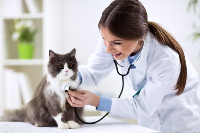 5-reasons-to-hire-disinfection-services-for-your-vet-clinic