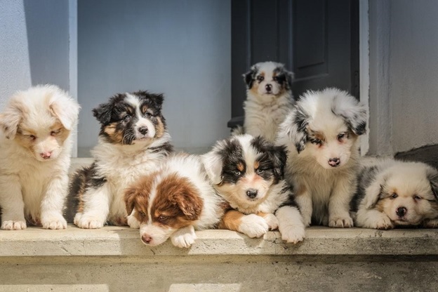 The 7 Stages of Puppy Development