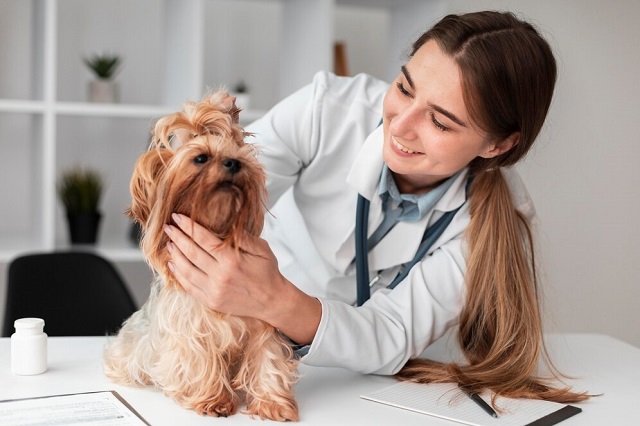 How to Care for Your Pet After Surgery