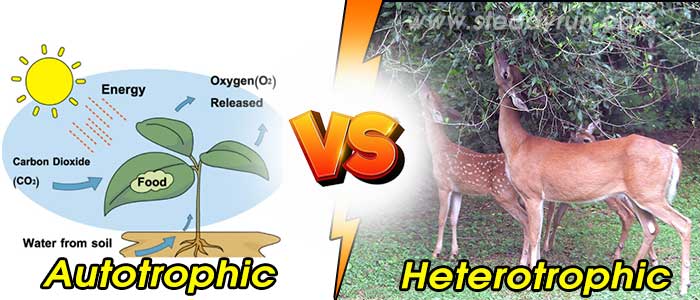 difference-between-autotrophic-nutrition-and-heterotrophic-nutrition