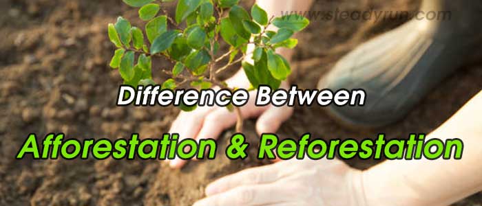 Difference between Afforestation and Reforestation