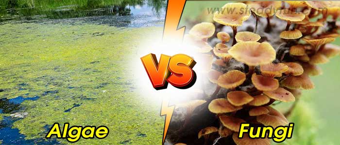 difference-between-algae-and-fungi