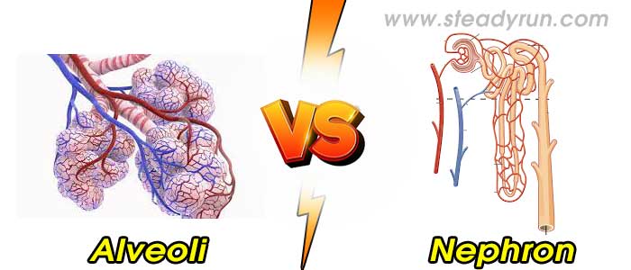 Difference between Alveoli and Nephron