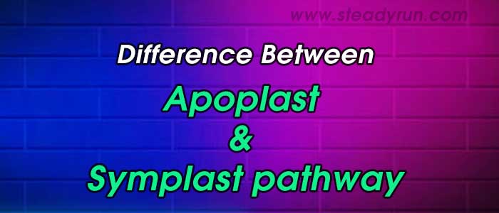 Difference between Apoplast and Symplast pathway
