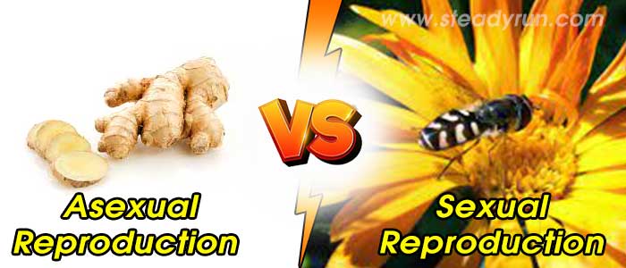 Difference between Asexual and Sexual Reproduction