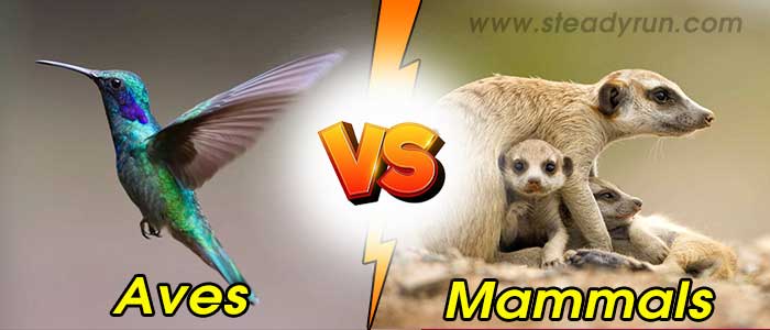 difference-between-aves-and-mammals