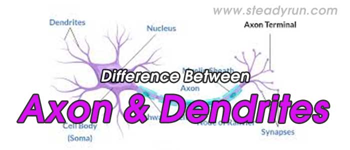 Difference between Axon and Dendrites