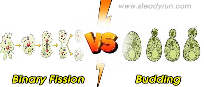 Difference between binary fission and budding