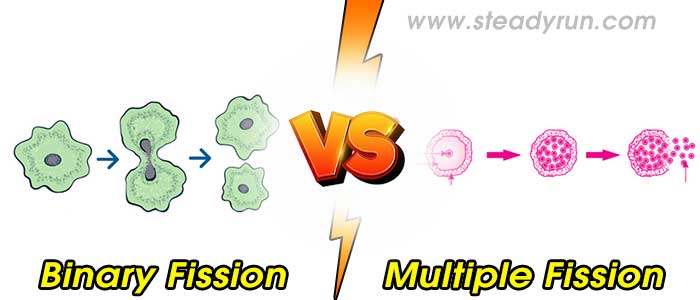Difference between Binary and Multiple Fission
