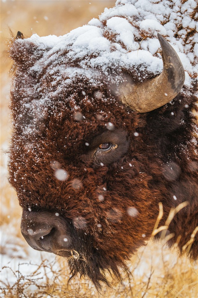 difference-between-bison-and-buffalo