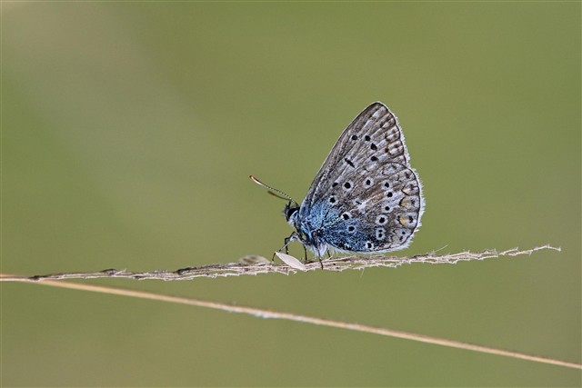 difference-between-butterfly-moth