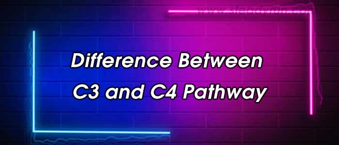 Difference between C3 and C4 pathway
