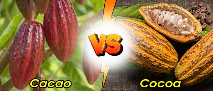 difference-between-cacao-and-cocoa