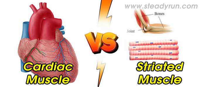 Difference between Cardiac and Striated muscle