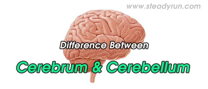 Difference between Cerebrum and Cerebellum