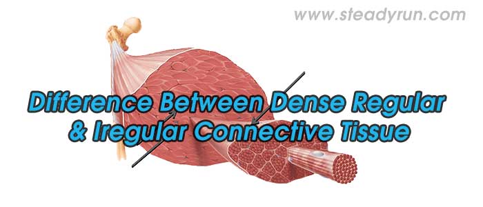 Difference between Dense regular and irregular connective tissue