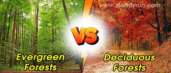 Difference between Evergreen and Deciduous Forests