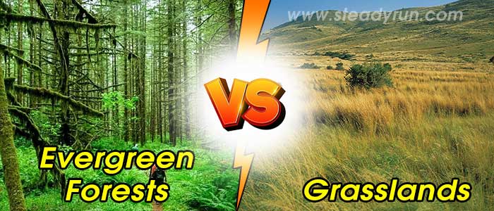 Difference between Evergreen Forests and Grasslands