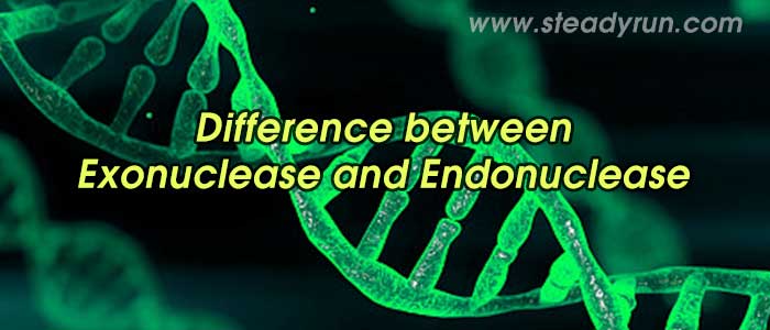 Difference between Exonuclease and Endonuclease