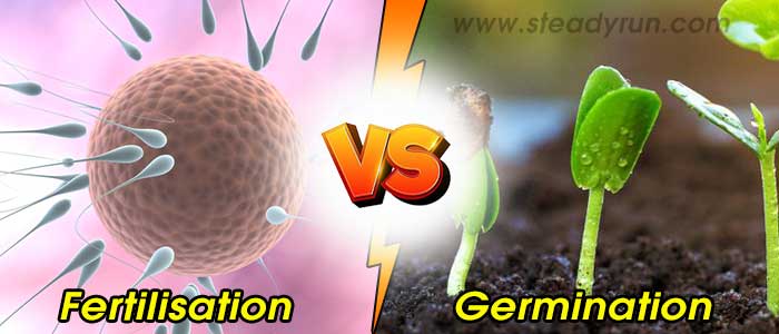 Difference between Fertilisation and Germination