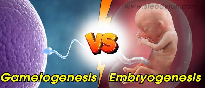 Difference between Gametogenesis and Embryogenesis