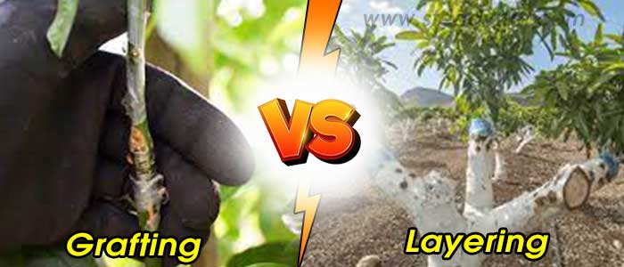 Difference between Grafting and Layering