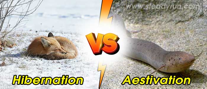 Difference between Hibernation and Aestivation