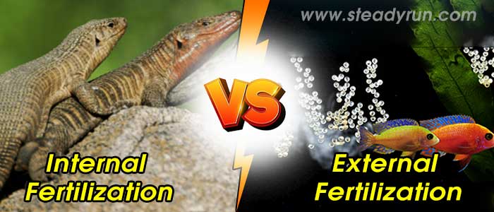 Difference between internal and external fertilization