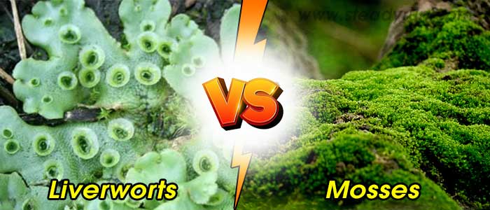 difference-liverworts-mosses