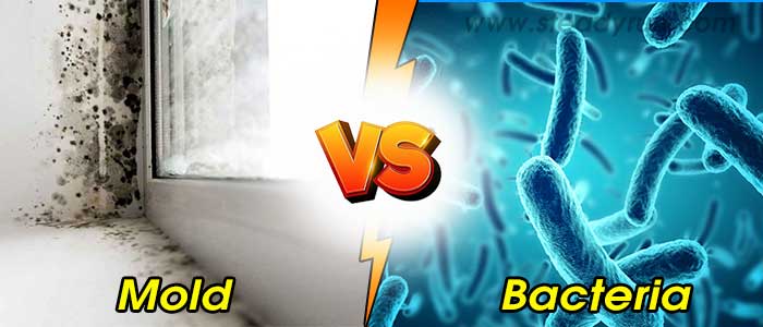 Difference between Mold and Bacteria