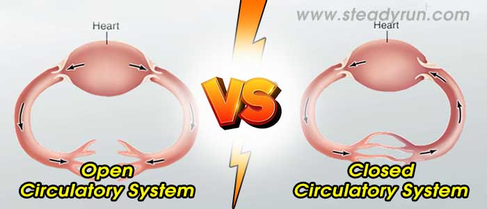 Difference between Open and Closed Circulatory System