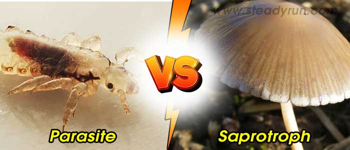 Difference between Parasite and Saprotroph