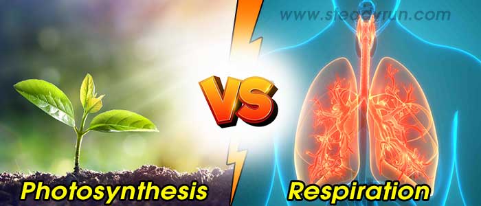 difference-photosynthesis-respiration