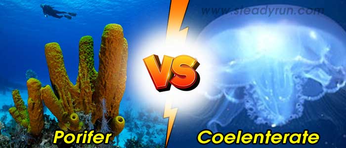Difference between Porifer and Coelenterate