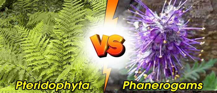 Difference between Pteridophyta and Phanerogams