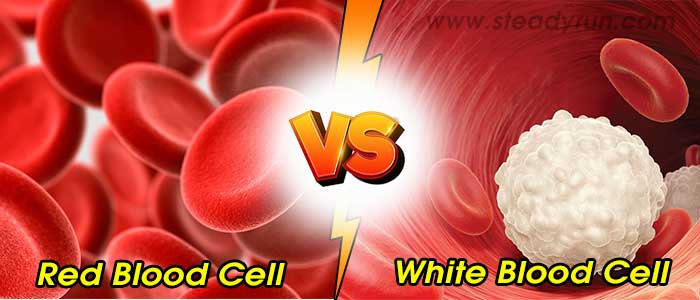 Difference between Red and White Blood Cell
