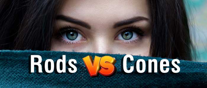 difference-rods-cones-human-eye