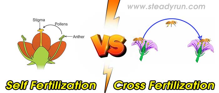 Difference between Self and Cross Fertilization