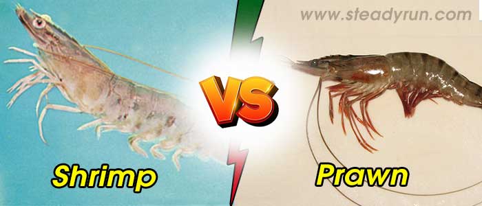 difference-between-shrimp-and-prawn