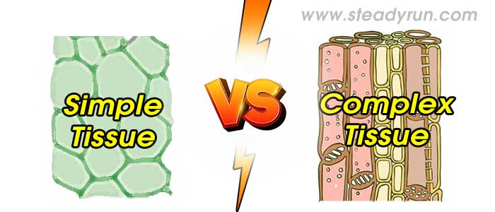 Difference between Simple and Complex Tissue