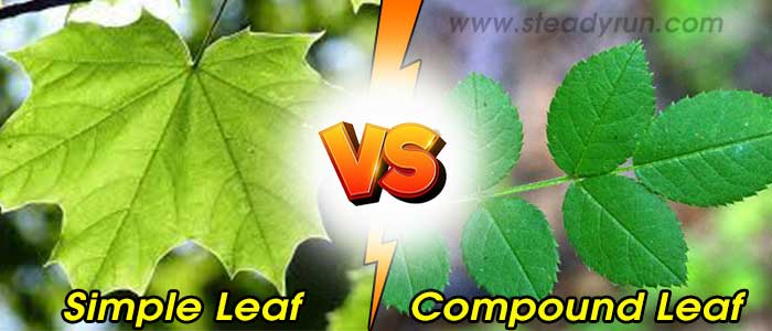 Difference between Simple and Compound Leaf