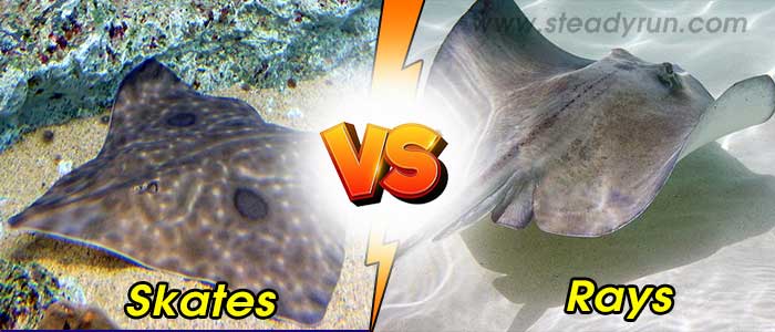 Difference between Skates and Rays