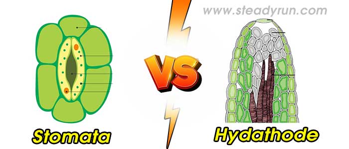 Difference between Stomata and Hydathode