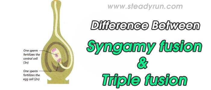 Difference between Syngamy and Triple fusion