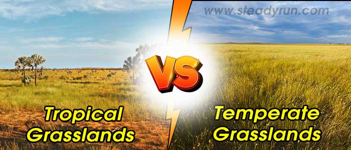 Difference between Tropical Grasslands and Temperate Grasslands