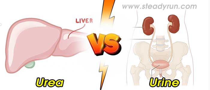 Difference between Urea and Urine
