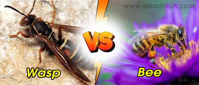 Difference between Wasp and Bee