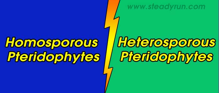 difference-homosporous-heterosporous-pteridophytes
