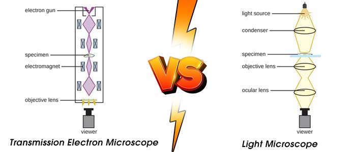 Difference between Light and Transmission Electron Microscope