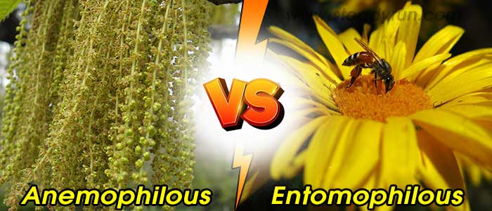 Differences between Anemophilous and Entomophilous Flowers